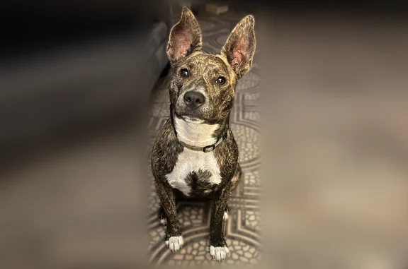 Lost dog, Old Richmond Road, 15901, Four Corners - female brindle dog - photo