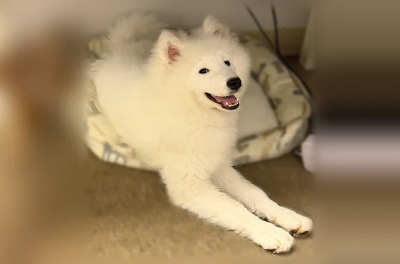 Lost dog, Niagara Falls, New York, North Tonawanda - white, no collar - photo
