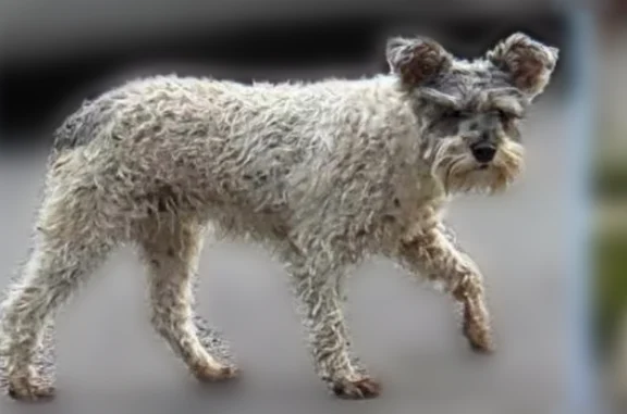 Missing dog Detroit, photo: Lost dog, Plaza Drive, 5421, Fort Wayne - female miniature schnauzer
