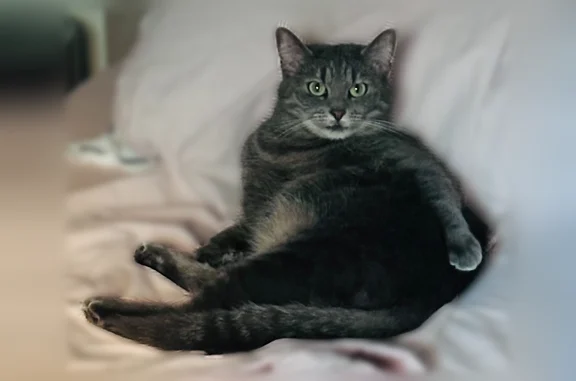 Chat perdu, Rue Debelleyme, 12, Paris - femelle, petite chatte grise légèrement tigrée - photo