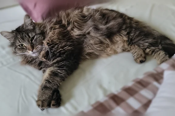 Chat perdu mâle, Place du Bernet, 12, Jurançon, Gradignan - croisé Sibérien, très craintif - photo