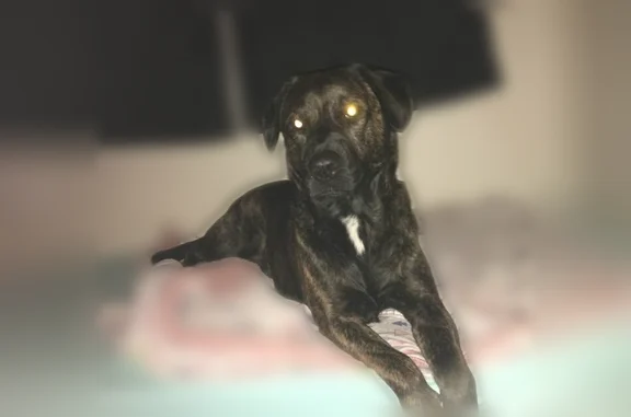 Lost dog, West Kessler-Cowlesville Road, 5020, West Milton - female, friendly, skittish - photo