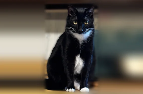 Lost cat, Erion Road, 2006, Batavia - black and white tuxedo with white paws - photo
