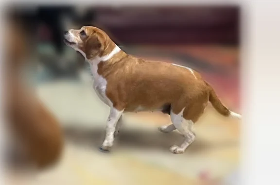 Lost dog, Monticello Drive, Shreveport - female beagle, brown and white - photo
