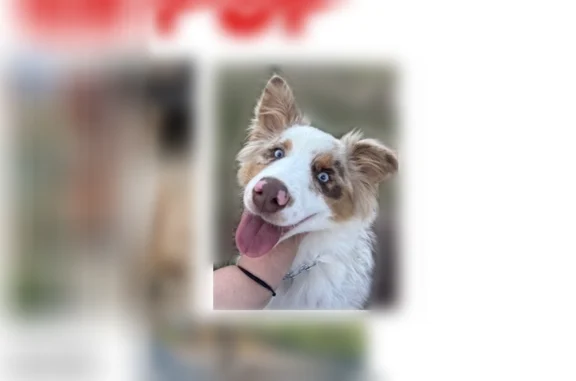 Lost dog, I 77, Virginia, Cana — male, chipped, no tail - photo