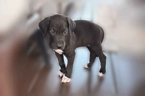 Lost dog, Old Jackson Road, 274, Trenton — male, 2 months old, yellow collar - photo