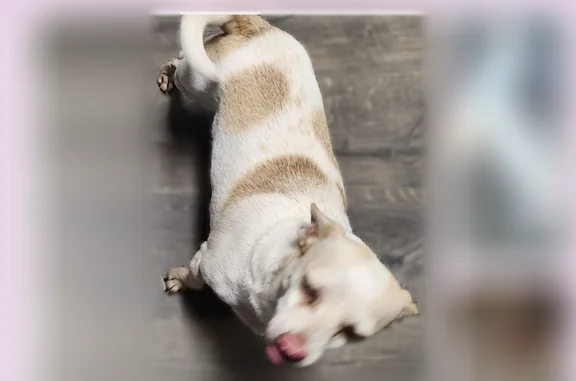 Lost dog, Northwest 18th Street, 2576, Oklahoma City - female - photo