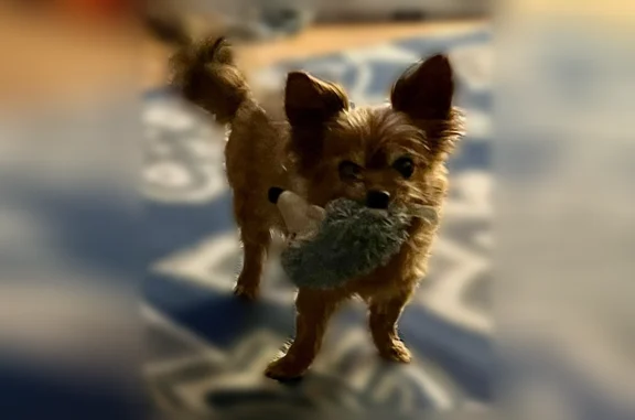 Lost dog, Brace Street, 6606, Detroit - female, cataracts over both eyes - photo