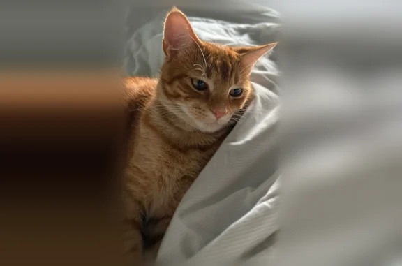 Lost cat, Southwest 160th Street, 18962, Country Walk - male, no collar, striped tail - photo