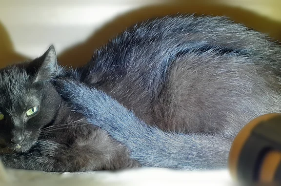 Lost and found pets Livonia, photo: Found cat, female, Industrial Road, Livonia - black American Shorthair, very scared