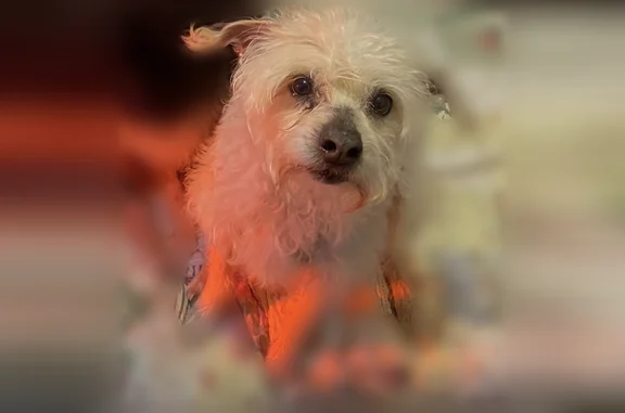 Lost dog, Texas Road, 116, Old Bridge, Arlington - male, friendly and affectionate - photo