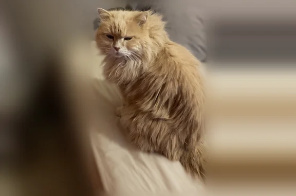 Chat perdu, Avenue des Mésanges, 18, Cagnes-sur-Mer - photo