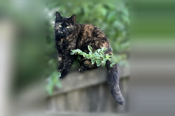 Lost cat, Lakesite, Soddy-Daisy - female, orange nostril - photo