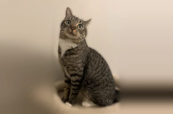 Missing cat Missoula, photo: Lost cat, Cooley Street, 1600, Missoula - brown tabby, indoor only