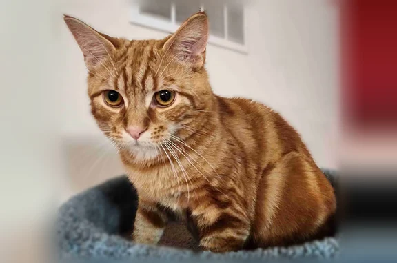 Lost cat, West Paradise Avenue, Visalia, Fresno - male Manx, no tail - photo