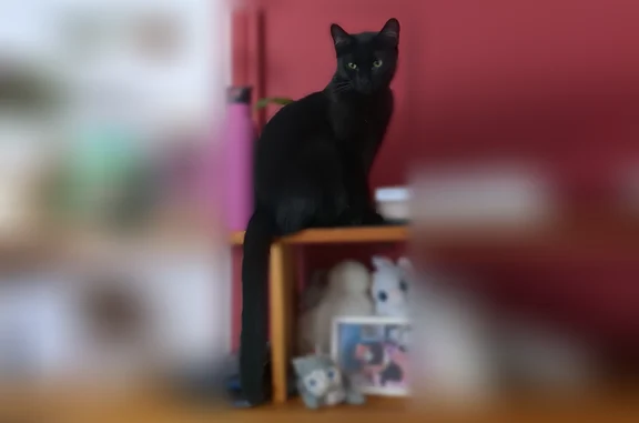Chat perdu, femelle, Impasse Aristide Pillat, Toulouse — petit chat noir, tatouage peu lisible - photo
