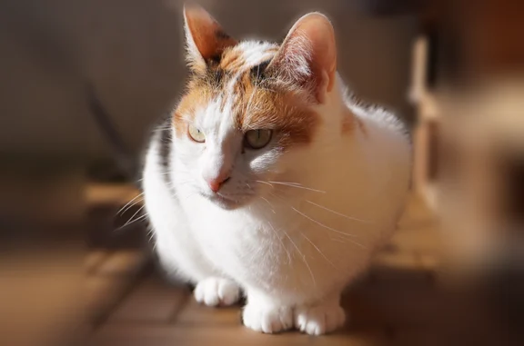 Chat perdu femelle, Rue Édouard Dulaurier, 10, Toulouse - photo