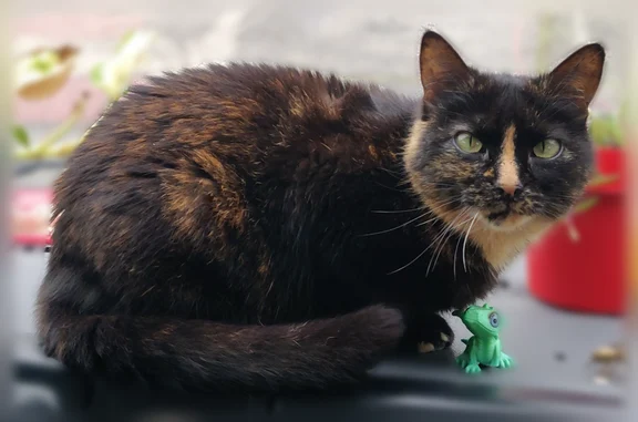 Chat perdu, Bélesta, photo: Chat perdu femelle, Impasse Bellevue, 3, Bélesta - toute noire avec un trait roux sur le nez