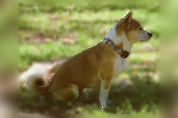 Lost dog, West Illinois Avenue, 2531, Dallas - male, tan and white, curly tail - photo