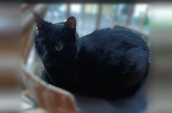 Chat perdu, Orgères, photo: Chat perdu, Rue de la Mairie, 3, Orgères - mâle, noir, yeux verts