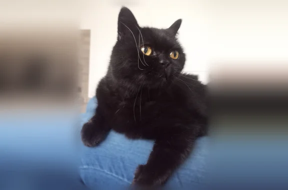Chat perdu, Missillac, photo: Chat perdu mâle, Rue du Geriais, Missillac - noir aux yeux jaunes