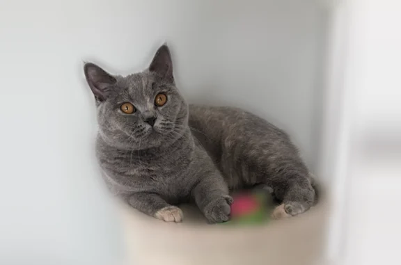 Chat perdu femelle, rue de Chantilly, Angers - chatte grise pucée - photo