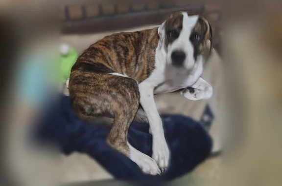 Lost dog, Fortner Street, 6235, Dothan - brindle stripes, gold eyes - photo