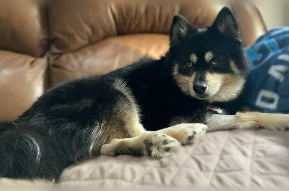 Lost dog, Lafayette Road, 722, Medina - female Pomsky with a pink collar - photo