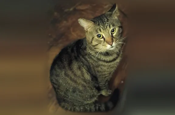Lost cat, Oak Avenue Southeast, Massillon - male - photo