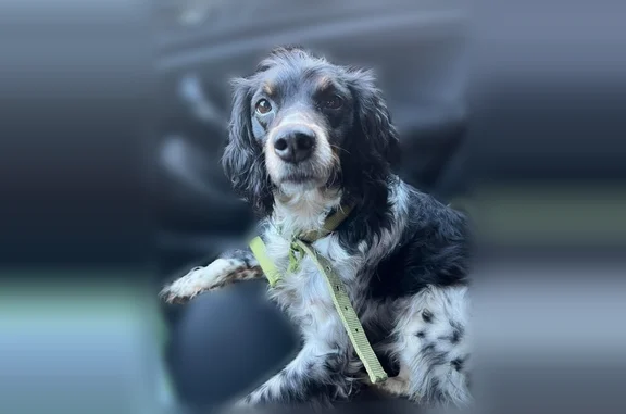 Chien perdu, femelle, Oroër, Hermes - petite taille, âgée - photo