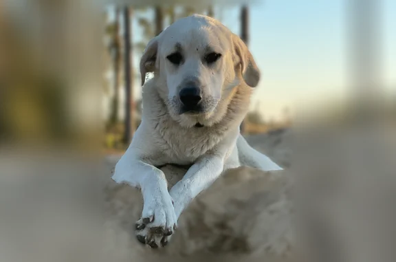 Lost dog, Griffin View Drive, 3605, Lady Lake - male - photo