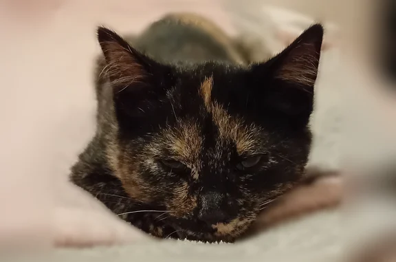 Chat perdu, femelle, Allée des Hiboux, 9, Givet - écaille de tortue, fine et petite - photo