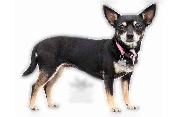 Lost dog, Bayview Avenue, 611, Osprey - female, pink collar - photo