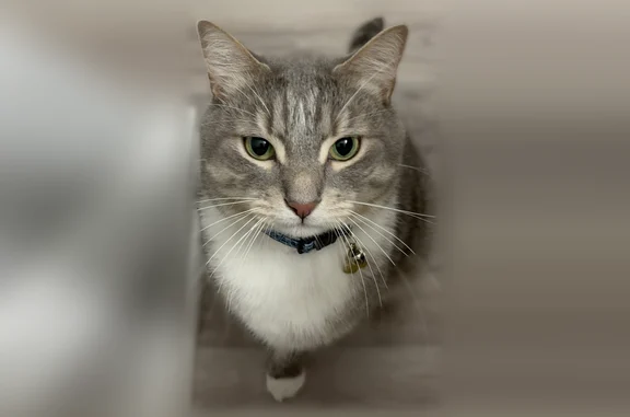 Lost cat, Burleigh Avenue, 519, Norfolk - male, blue dinosaur collar with a bell - photo