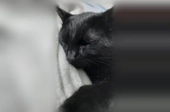 Lost cat, Sudbury Drive, North Olmsted, Arlington - male, 1 year old, responds to his name or treat bag sounds - photo