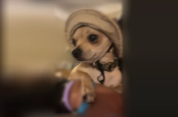 Lost dog, East 118th Street, 629, Cleveland - male Chihuahua, 6 lbs - photo