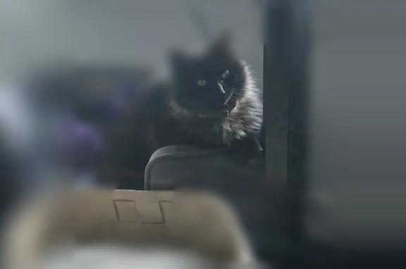 Lost cat, Southwest 344th Place, 1751, Federal Way - female, purple collar, bell - photo