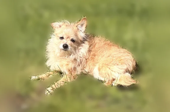 Lost dog, female, 47th Avenue Northwest, 18947, Warm Beach - fluffy blonde, older - photo