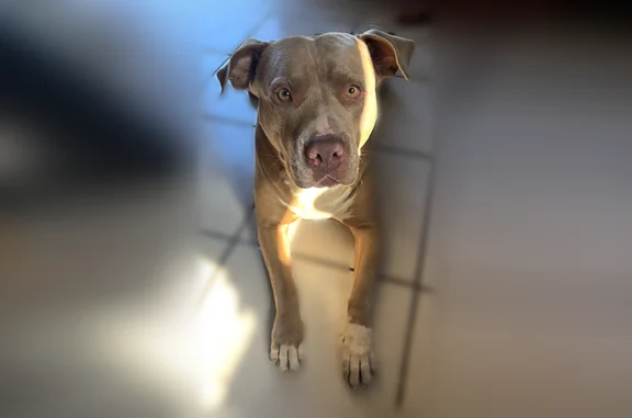 Lost and found pets Bakersfield, photo: Lost dog, South Milham Drive, Bakersfield - female, light brown fur, hazel eyes