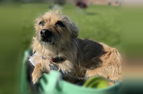 Lost dog, East Sagewood Avenue, 560, Provo - male Cairn Terrier, 12 pounds - photo