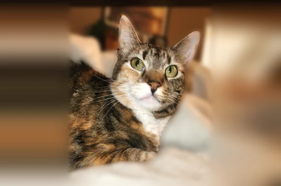 Lost cat, Gunnells Road, 676, Millbrook — female, very skittish - photo