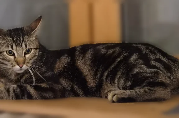 Chat perdu, Paris, photo: Chat perdu, Mayrinhac, Brommat, Paris - mâle, haut sur pattes