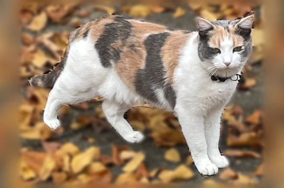 Lost cat, Falling Water Circle, Dadeville - female calico, microchipped - photo