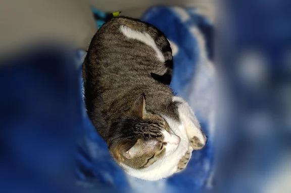 Lost cat, East 36th Avenue, 1110, Spokane - male, yellow eyes - photo
