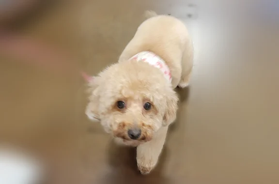 Lost dog, North Laguna Drive, 5528, Litchfield Park - female, very shy and scared - photo