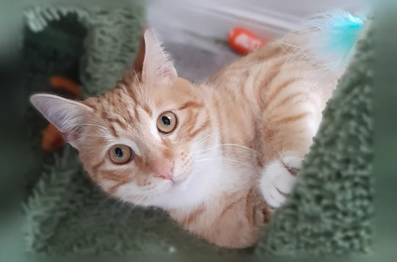 Lost cat, Marlton-Chase Drive, Georgia, Lawrenceville - very shy - photo