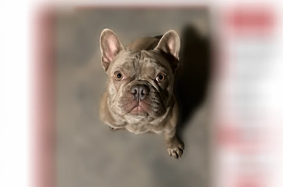 Lost dog, Douglas Avenue, Flint - photo
