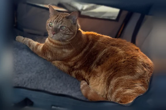 Lost cat, male, East 1000 South Street, Spanish Fork — orange tabby, large boy, gray flea collar - photo