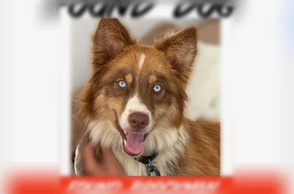 Found dog Greer, photo: Found dog, female, Brockman McClimon Road, 1174, Greer - friendly, well behaved