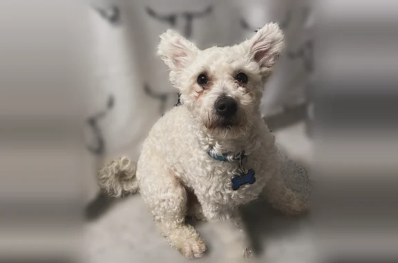 Lost dog, West 50th Street, 2150, Chicago - friendly male with a blue bow with white dots - photo